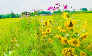 Ruộng hương hoả là gì